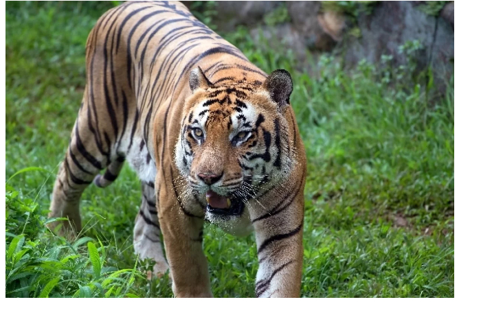 v-indii-tigr-rasterzal-za-dva-dnya-muzhchinu-i-zhenshchinu