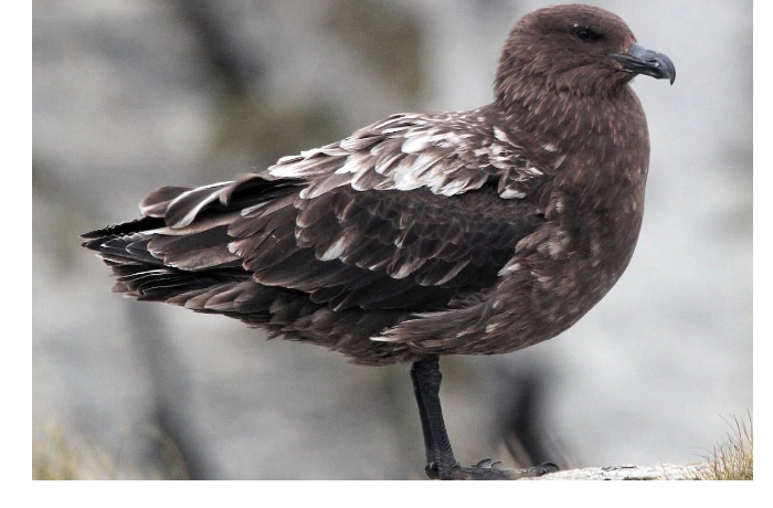 ptichiy-gripp-u-beregov-avstralii-vpervye-na-kontinente-zapodozren-smertonosnyy-h5n1