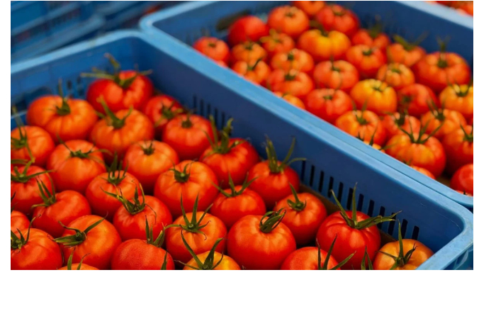 kazakhstan-vvel-vremennyy-zapret-na-import-tomatov