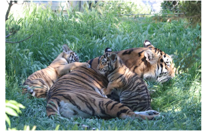 v-bakinskom-zooparke-rodilis-detenyshi-amurskogo-tigra