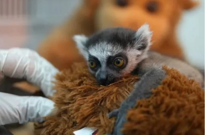 kak-v-kolumbii-spasayut-broshennogo-detenysha-lemura