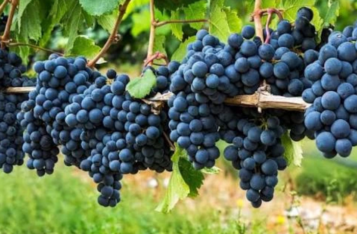 gribkovye-zabolevaniya-unichtozhayut-vinogradniki