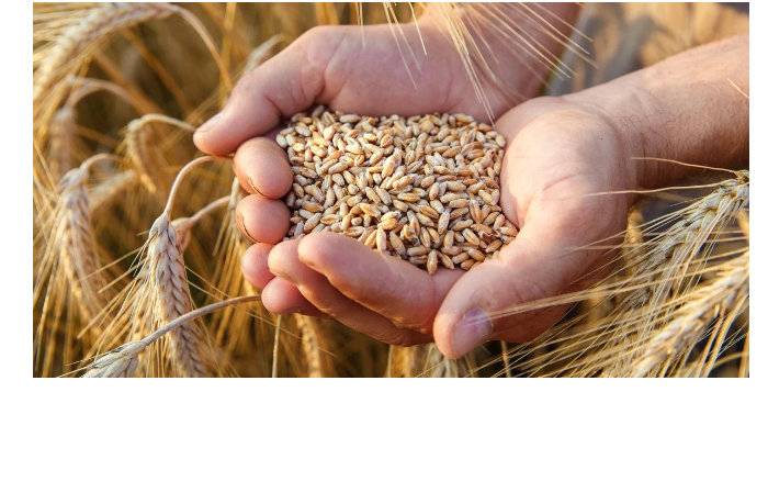 azerbaydzhan-uvelichil-raskhody-na-import-pshenitsy-bolee-chem-na-2