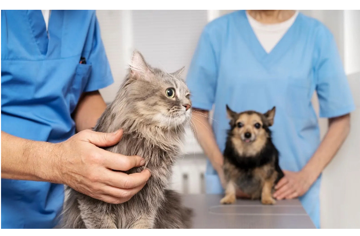uslugi-i-tseny-veterinarnoy-kliniki-pri-nii-minselkhoza-azerbaydzhana